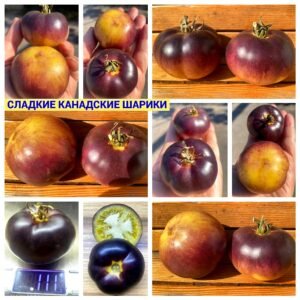СЛАДКИЕ КАНАДСКИЕ ШАРИКИ