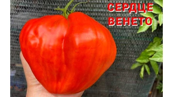 Сердце Венето 4++