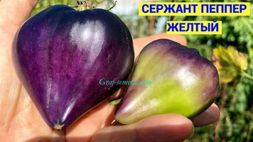 Сержант Пеппер желтый-кисть2++