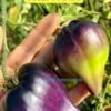 СЕРЖАНТ ПЕППЕР ЖЕЛТЫЙ (SERGEANT PEPPER'S YELLOW) - чернильно-желтое сладкое сердце, антоциан, 3 семян 14770