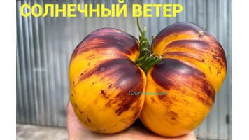Солнечный ветер-7++
