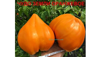 Чудо земли оранжевое3++